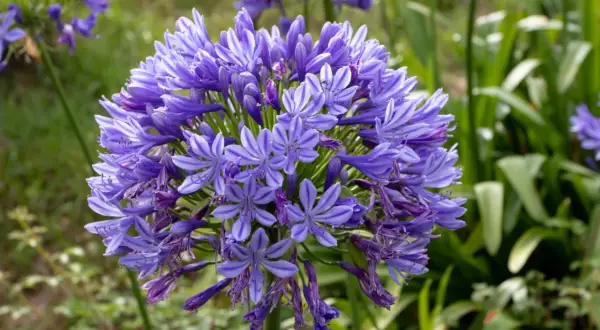 Gros plan sur une ombelle d'agapanthes bleues, prêtes pour l'arrosage. Les fleurs en forme d'étoile sont d'un bleu profond avec des rayures plus claires.