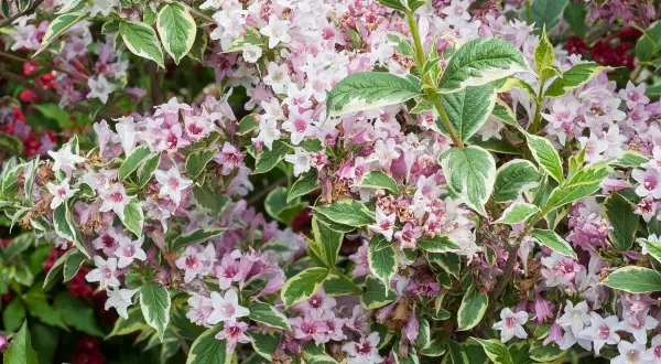 Gros plan sur un arbuste de weigelia aux fleurs roses et blanches et aux feuilles panachées. Sa hauteur est idéale pour un petit jardin.