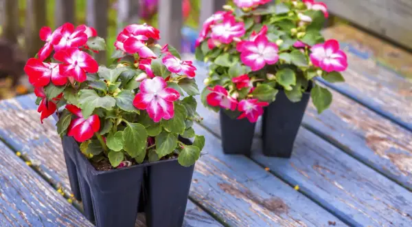 Deux plants d'impatience fleur, aux pétales bicolores rouge et blanc, attendent d'être plantés. Ils sont prêts pour l'intérieur ou l'extérieur.