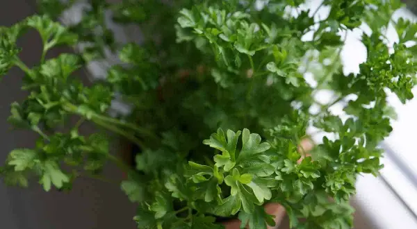 Gros plan sur un persil en pot, ses feuilles vertes et frisées prêtes à parfumer vos plats.