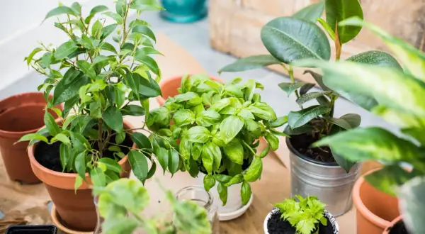 Plusieurs plantes vertes en pot, dont du basilic, sur un fond clair.