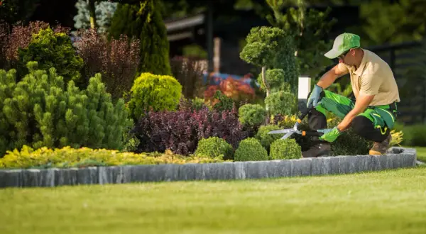 Un jardinier taille un arbuste persistant aux formes arrondies. Le gazon est parfaitement entretenu.