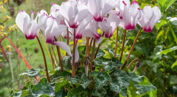 Un bouquet de cyclamen vivace aux pétales blancs et roses, aux feuilles vertes marbrées, s'épanouit dans un jardin verdoyant.