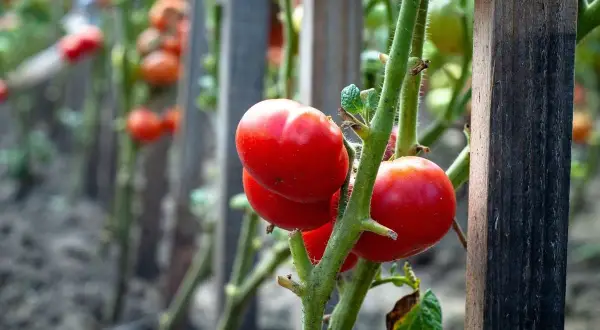 Des tomates rouges mûres sur des tiges vertes, prêtes à être cueillies. Le travail de planter des tomates porte ses fruits.
