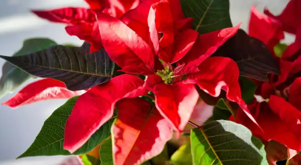 Un magnifique poinsettia déploie ses bractées d'un rouge éclatant, contrastant avec le vert profond de ses feuilles. Sa couleur vibrante illumine la scène.