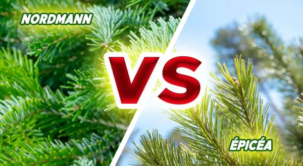 Nordmann vs Épicéa : quel sapin ne perd pas ses aiguilles ? Gros plan sur les aiguilles vertes et denses du Nordmann et celles plus fines de l'Épicéa.