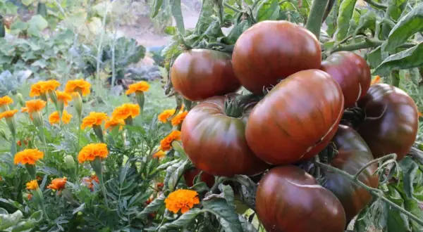Gros fruits brunâtres, striés de vert, sur une tige. Des fleurs de souci orangées poussent à proximité, dans un jardin luxuriant. Ces tomates greffées promettent une récolte savoureuse.
