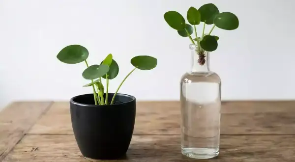 Deux jeunes Pilea : un en pot noir, l'autre en bouture dans une bouteille en verre.