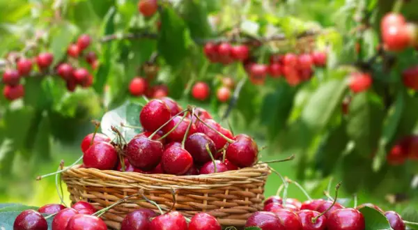 Un panier débordant de cerises rouges juteuses, parfaites pour savoir quand tailler un cerisier. Les fruits brillent sous le soleil, prêts à être dégustés.