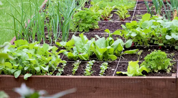 Un carré potager bien organisé pour fabriquer des récoltes variées : oignons, épinards, radis, laitues et persil prospèrent.