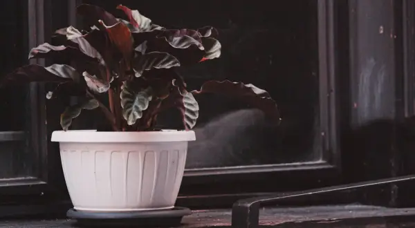Plante de Calathea en pot blanc, ses feuilles sombres et ondulées suggèrent un entretien délicat.