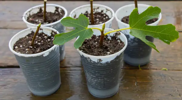 Cinq boutures d'arbre, certaines avec de jeunes feuilles vertes, en pots sur une table en bois mouillée.
