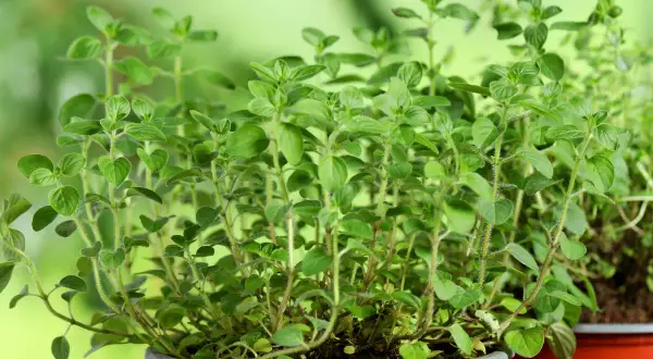 Plantes d'origan en pot, prêtes pour la culture. Leurs feuilles vertes et leurs tiges fines promettent une saveur intense.