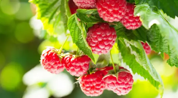 Gros plan sur des framboises mûres et juteuses, prêtes à être cueillies. L'exposition framboisier met en valeur la beauté de ces fruits d'été.