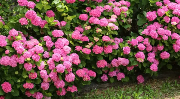 Un buisson d'hortensias roses éclatants, parfait pour un calendrier des fleurs par mois. Leurs grappes rondes et généreuses évoquent la douceur de l'été.