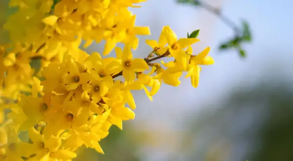 Rameau de forsythia en pleine floraison, ses fleurs jaunes éclatantes annoncent le printemps.