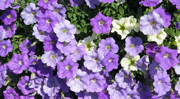 Un tapis de pétunias violets et blancs, une véritable exposition florale sous le soleil.