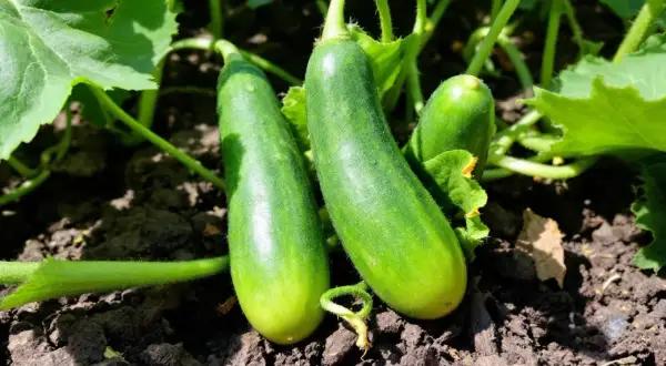 Trois jeunes concombres verts poussent sur un plant de concombre, prêts à être récoltés.