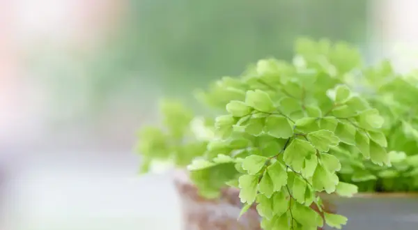 Détail d'une fougère intérieur aux feuilles vertes délicates, dans un pot en terre cuite.