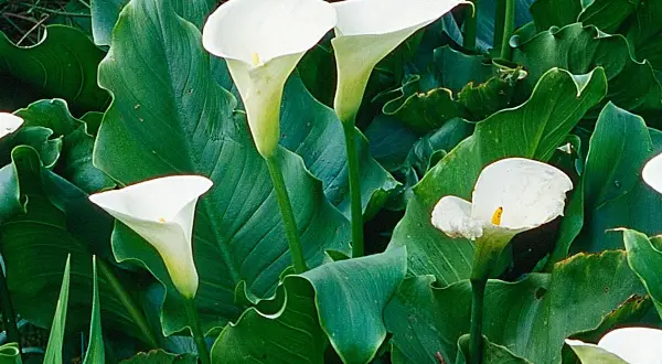 Plusieurs arums blancs en pleine terre, leurs corolles élégantes se dressent fièrement parmi de larges feuilles vertes.