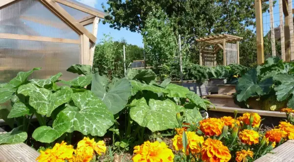 Un potager luxuriant avec des courges, des choux et des œillets d'Inde éclatants. Une serre en bois et une tonnelle complètent ce paysage verdoyant.