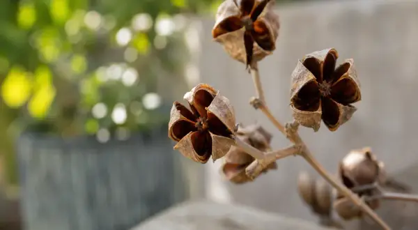 Fleurs fanées du lilas des Indes, leurs capsules ouvertes révèlent une étoile brune. Faut-il couper ces vestiges pour la prochaine floraison ?