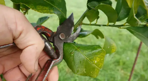 Main tenant une cisaille pour la taille citronnier, coupant une branche verte.
