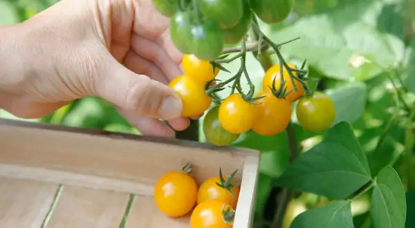 Main jaune, une main cueille des tomates cerises en pot. Des tomates cerises vertes et jaunes pendent sur la plante.