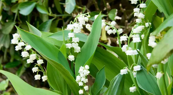 Des clochettes blanches délicates de muguet, parfaites pour savoir où planter muguet au printemps.