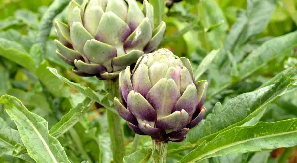Deux beaux plants d'artichaut aux couleurs violettes et vertes, prêts à être récoltés.