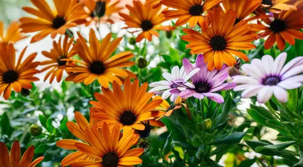 Un bouquet de marguerites du cap aux teintes orangées et violettes, leurs pétales éclatants capturant la lumière du soleil.
