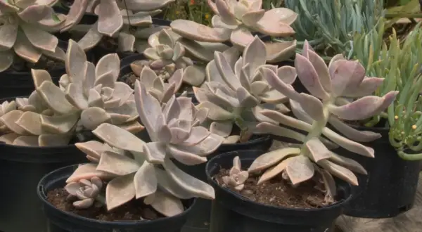 Plusieurs boutures de plantes grasses aux feuilles charnues et rosées, prêtes à être plantées.