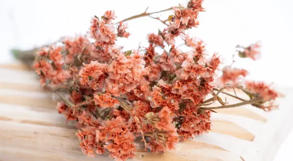Un bouquet de statice fleur séchée, aux teintes orangées et rosées, repose sur un support en bois clair.