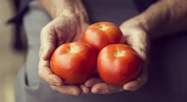 Trois tomates Montfavet, rouges et charnues, reposent dans des mains ridées, promesse d'une saveur estivale.