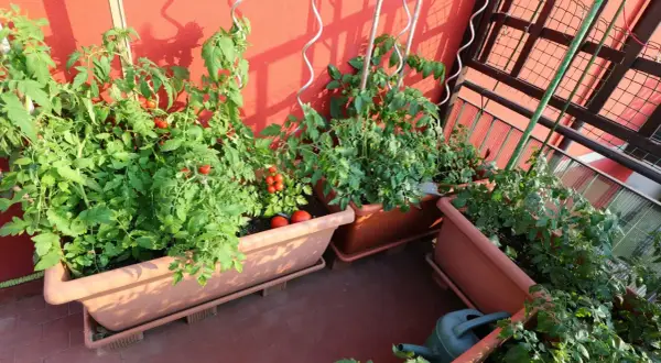 Un potager balcon luxuriant avec des plants de tomates rouges et vertes, prêts à être récoltés.