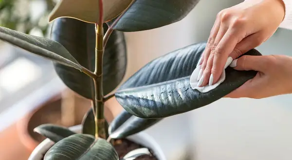 Maintenir la brillance de votre ficus : une main nettoie délicatement une feuille avec un chiffon humide. Apprenez comment nettoyer les feuilles des plantes pour une meilleure santé.
