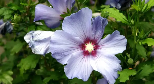 Fleur d'hibiscus lilas, taille adulte, avec des pétales délicats et un cœur pourpre.