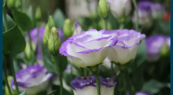 Gros plan sur des lisianthus blancs aux bords violets, avec des boutons floraux verts en arrière-plan.