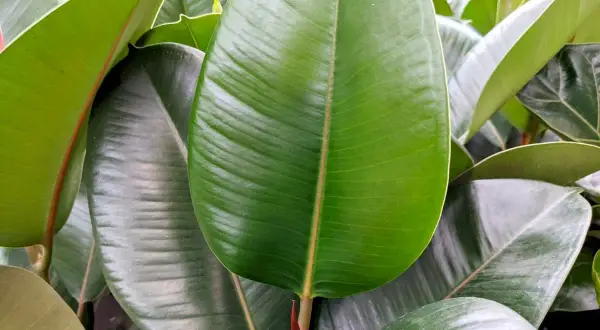 Gros plan sur les feuilles luxuriantes d'une plante caoutchouc, d'un vert profond et brillant, avec des nervures marquées.