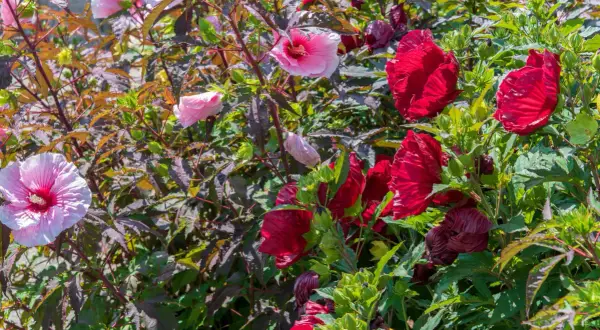 Un parterre de fleurs d'hibiscus aux teintes roses et rouges vives, prêt à être planté.