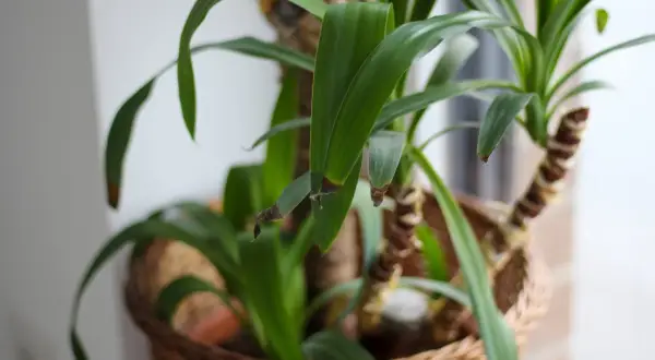 Un yucca tronc mou, ses feuilles vertes et quelques pointes brunes, dans un panier en osier.