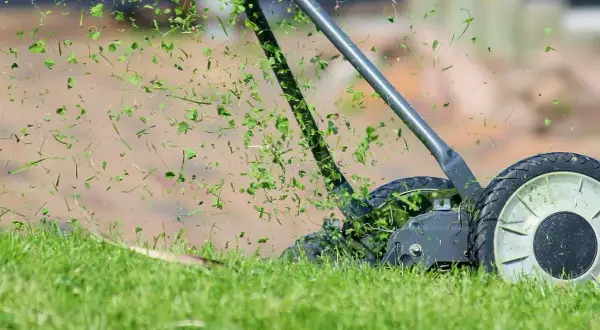 Le scarificateur de pelouse en action, projetant des brins d'herbe coupée dans les airs.