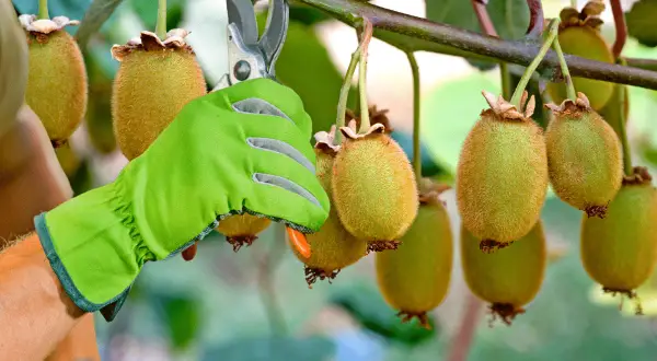 Main verte coupant un kiwi mûr sur une branche avec des ciseaux.