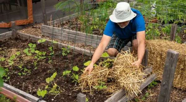 Un jardinier applique du paillage potager autour de jeunes plants pour les protéger et garder le sol humide.