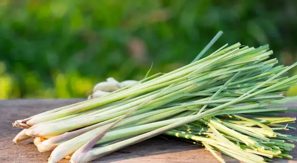 Un bouquet de tiges de citronnelle fraîchement coupées, prêtes à être utilisées pour cuisiner ou pour planter.