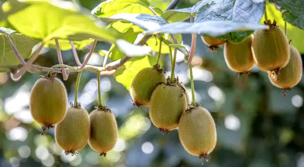 Grappes de fruits du kiwi mûrs pendant sur une branche de la kiwi plante, avec des feuilles vertes en arrière-plan.
