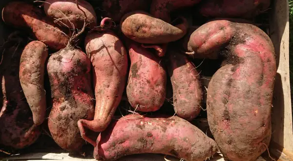 Gros tas de patates douces rouges, terreuses, dans une caisse en bois. Parfait pour savoir quand planter les patates douces.