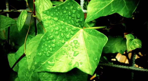 Feuilles vertes couvertes de gouttes de pluie. Une question se pose : peut-on mettre les plantes vertes sous la pluie ? Elles semblent apprécier !