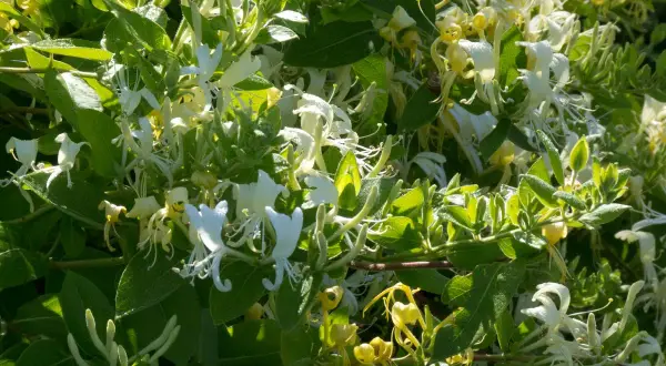 Un parterre de chevrefeuille en pleine floraison, avec des fleurs blanches et jaunes délicates se mêlant aux feuilles vertes luxuriantes.