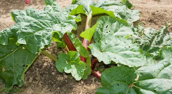Gros plan sur un plant de rhubarbe aux grandes feuilles vertes et aux tiges rouges, prêt à être récolté.